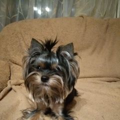 Подробнее об объявлении «Пропала собака в деревне молодники Гороховец» Фото: пропала собака Йоркширский терьер «Пропала собака в деревне молодники Гороховец» в г. Гороховец