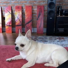 Подробнее об объявлении «Пропала собака кобель чихуахуа Абрау-Дюрсо» Фото: пропала собака Чихуахуа «Пропала собака кобель чихуахуа Абрау-Дюрсо» в г. Абрау-Дюрсо