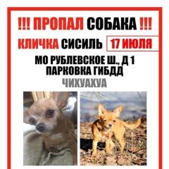 Подробнее об объявлении «Пропала собака чахуа-хуа Москва» Фото: пропала собака  «Пропала собака чахуа-хуа Москва» в г. Москва