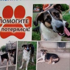 Подробнее об объявлении «Екатеринбург Пропала собака кобель» Фото: пропала собака  «Екатеринбург Пропала собака кобель» в г. Екатеринбург