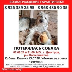 Подробнее об объявлении «Пропала собака кобель Сергиев Посад» Фото: пропала собака  «Пропала собака кобель Сергиев Посад» в г. Сергиев Посад