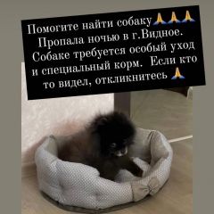 Подробнее об объявлении «Пропала собака кобель Видное» Фото: пропала собака Немецкий шпиц «Пропала собака кобель Видное» в г. Видное