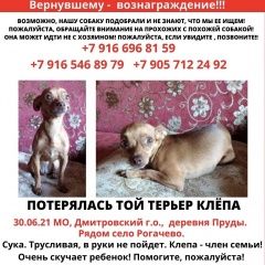 Подробнее об объявлении «Пропала собака Дмитров» Фото: пропала собака Той-терьер «Пропала собака Дмитров» в г. Дмитров