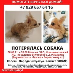 Подробнее об объявлении «Пропала собака кобель чихуахуа новомосковский Москва» Фото: пропала собака Чихуахуа «Пропала собака кобель чихуахуа новомосковский...» в г. Москва