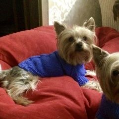 Подробнее об объявлении «Лобня Пропала собака кобель» Фото: пропала собака Йоркширский терьер «Лобня Пропала собака кобель» в г. Лобня