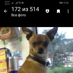 Подробнее об объявлении «Пропала собака кобель Дмитров» Фото: пропала собака Русский той-терьер «Пропала собака кобель Дмитров» в г. Дмитров