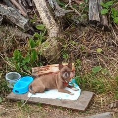 Подробнее об объявлении «Пропала собака помогите найти собаку Икша» Фото: пропала собака Чихуахуа «Пропала собака помогите найти собаку Икша» в г. Икша