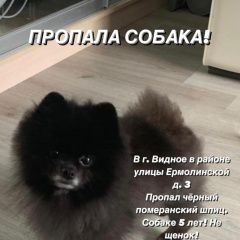 Подробнее об объявлении «Пропала собака кобель шпиц померанский чёрный Видное» Фото: пропала собака Померанский шпиц «Пропала собака кобель шпиц померанский чёрный...» в г. Видное