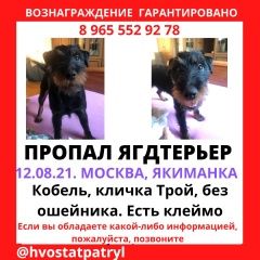 Подробнее об объявлении «Пропала собака кобель Москва» Фото: пропала собака Ягд-терьер «Пропала собака кобель Москва» в г. Москва