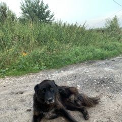 Подробнее об объявлении «Пропала собака стерилизованная сука в ошейнике Калуга» Фото: пропала собака  «Пропала собака стерилизованная сука в ошейнике...» в г. Калуга