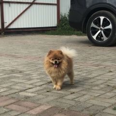 Подробнее об объявлении «Обнинск Пропала собака кобель помогите найти собаку. померанский шпиц» Фото: пропала собака Померанский шпиц «Обнинск Пропала собака кобель помогите найти...» в г. Обнинск