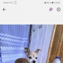 Подробнее об объявлении «Тюмень Пропала собака кобель» Фото: пропала собака  «Тюмень Пропала собака кобель» в г. Тюмень