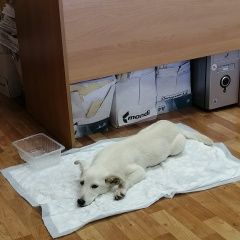 Подробнее об объявлении «Орел Пропала собака щенок белого цвета в ошейнике» Фото: пропала собака  «Орел Пропала собака щенок белого цвета в ошейнике» в г. Орел