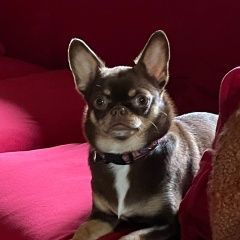 Подробнее об объявлении «Апрелевка Пропала собака чихуа хуа коричневого цвета» Фото: пропала собака Чихуахуа «Апрелевка Пропала собака чихуа хуа коричневого...» в г. Апрелевка