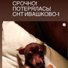 Подробнее об объявлении «Пропала собака Сергиев Посад» Фото: пропала собака Русский той-терьер «Пропала собака Сергиев Посад» в г. Сергиев Посад
