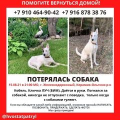 Подробнее об объявлении «Железнодорожный (Московск.) Пропала собака кобель помогите найти друга и члена семьи» Фото: пропала собака  «Железнодорожный (Московск.) Пропала собака...» в г. Железнодорожный (Московск.)