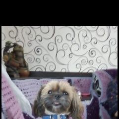 Подробнее об объявлении «Пропала собака в снт северный электр-ль Электросталь» Фото: пропала собака Ши-тцу «Пропала собака в снт северный электр-ль...» в г. Электросталь
