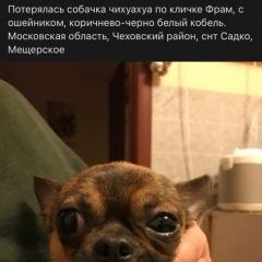 Подробнее об объявлении «Пропала собака кобель Москва» Фото: пропала собака Чихуахуа «Пропала собака кобель Москва» в г. Москва