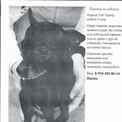 Подробнее об объявлении «Пропала собака кобель той терьер Москва» Фото: пропала собака  «Пропала собака кобель той терьер Москва» в г. Москва