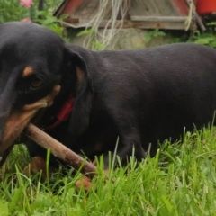 Подробнее об объявлении «Пропала собака Загорянский» Фото: пропала собака Такса «Пропала собака Загорянский» в г. Загорянский