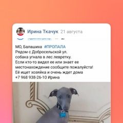 Подробнее об объявлении «Пропала собака вознаграждение нашедшему Москва» Фото: пропала собака Левретка «Пропала собака вознаграждение нашедшему Москва» в г. Москва