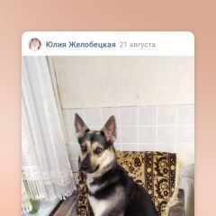 Подробнее об объявлении «Пропала собака Москва» Фото: пропала собака  «Пропала собака Москва» в г. Москва