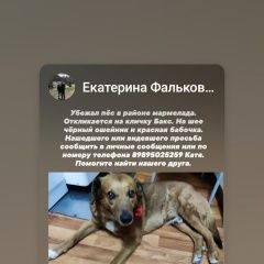 Подробнее об объявлении «Пропала собака кобель Таганрог» Фото: пропала собака  «Пропала собака кобель Таганрог» в г. Таганрог