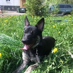 Подробнее об объявлении «Пропала собака кобель Электросталь» Фото: пропала собака  «Пропала собака кобель Электросталь» в г. Электросталь