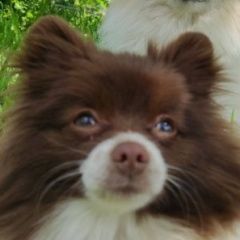 Подробнее об объявлении «Иваново Пропала собака помогите найти» Фото: пропала собака Немецкий шпиц «Иваново Пропала собака помогите найти» в г. Иваново