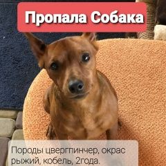 Подробнее об объявлении «Ростов-на-Дону Пропала собака кобель» Фото: пропала собака Карликовый пинчер «Ростов-на-Дону Пропала собака кобель» в г. Ростов-на-Дону