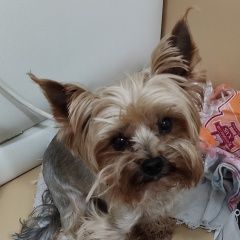 Подробнее об объявлении «Пропала собака кобель помогите найти собаку Днепропетровск» Фото: пропала собака  «Пропала собака кобель помогите найти собаку...» в г. Днепропетровск