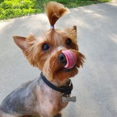 Подробнее об объявлении «Пропала собака йоркширский терьер Самара» Фото: пропала собака Йоркширский терьер «Пропала собака йоркширский терьер Самара» в г. Самара