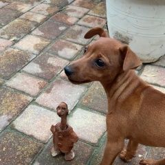 Подробнее об объявлении «Анапа Пропала собака» Фото: пропала собака Доберман пинчер «Анапа Пропала собака» в г. Анапа