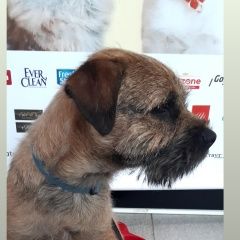 Подробнее об объявлении «Пропала собака кобель в петяярви ленобласть Санкт-Петербург» Фото: пропала собака Бордер терьер «Пропала собака кобель в петяярви ленобласть...» в г. Санкт-Петербург