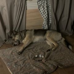 Подробнее об объявлении «Пропала собака кобель снт новая искра. Электросталь» Фото: пропала собака  «Пропала собака кобель снт новая искра....» в г. Электросталь