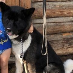 Подробнее об объявлении «Среднеуральск Пропала собака» Фото: пропала собака  «Среднеуральск Пропала собака» в г. Среднеуральск