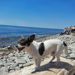 Подробнее об объявлении «Анапа Пропала собака кобель» Фото: пропала собака Чихуахуа «Анапа Пропала собака кобель» в г. Анапа