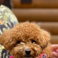 Подробнее об объявлении «Пропала собака Троицк» Фото: пропала собака  «Пропала собака Троицк» в г. Троицк