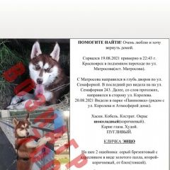 Подробнее об объявлении «Красноярск Пропала собака кобель помогите найти друга» Фото: пропала собака Сибирская хаски «Красноярск Пропала собака кобель помогите найти...» в г. Красноярск