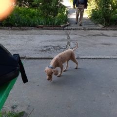 Подробнее об объявлении «Пропала собака Красный Сулин» Фото: пропала собака Пудель «Пропала собака Красный Сулин» в г. Красный Сулин