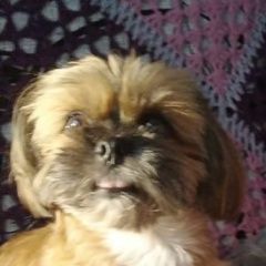 Подробнее об объявлении «Пропала собака Электросталь» Фото: пропала собака Ши-тцу «Пропала собака Электросталь» в г. Электросталь