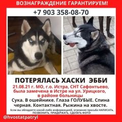 Подробнее об объявлении «Пропала собака 21августа убежала хаски Истра» Фото: пропала собака Сибирская хаски «Пропала собака 21августа убежала хаски Истра» в г. Истра