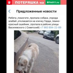 Подробнее об объявлении «Волгоград Пропала собака» Фото: пропала собака Среднеазиатская овчарка «Волгоград Пропала собака» в г. Волгоград