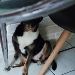 Подробнее об объявлении «Тюмень Пропала собака.» Фото: пропала собака Той-терьер «Тюмень Пропала собака.» в г. Тюмень