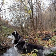 Подробнее об объявлении «Пропала собака кобель пес хаски ресси Чебоксары» Фото: пропала собака Сибирская хаски «Пропала собака кобель пес хаски ресси Чебоксары» в г. Чебоксары