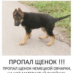 Подробнее об объявлении «Лобня Пропала собака кобель щенок немецкой овчарки» Фото: пропала собака  «Лобня Пропала собака кобель щенок немецкой овчарки» в г. Лобня
