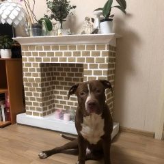 Подробнее об объявлении «Пропала собака кобель питбуль-прайтер, коричневый Санкт-Петербург» Фото: пропала собака  «Пропала собака кобель питбуль-прайтер,...» в г. Санкт-Петербург