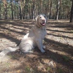 Подробнее об объявлении «Тюмень Пропала собака кобель» Фото: пропала собака Голден ретривер «Тюмень Пропала собака кобель» в г. Тюмень