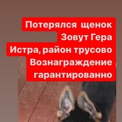 Подробнее об объявлении «Пропала собака щенок Истра» Фото: пропала собака Восточно-европейская овчарка «Пропала собака щенок Истра» в г. Истра