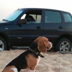 Подробнее об объявлении «Пропала собака кобель Ессентуки» Фото: пропала собака Бигль «Пропала собака кобель Ессентуки» в г. Ессентуки